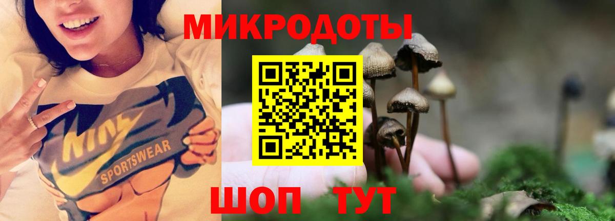 Псилоцибиновые грибы Psilocybine cubensis Горно-Алтайск